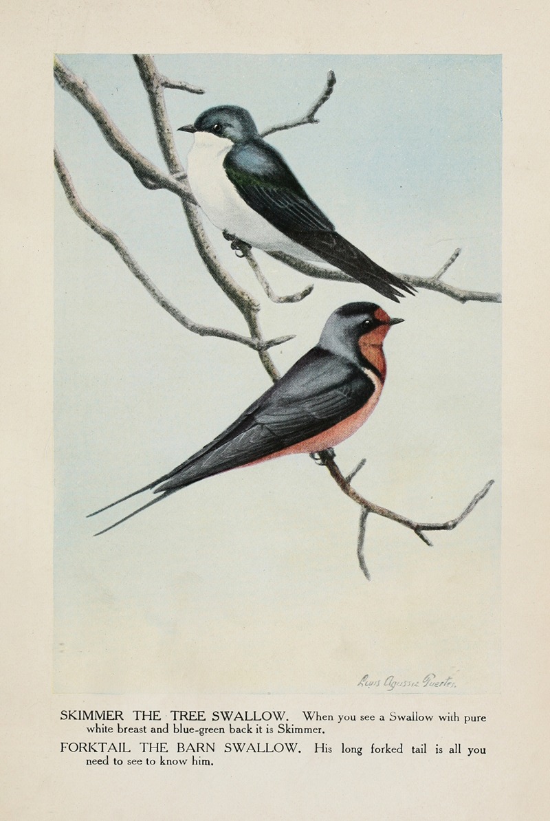 Louis Agassiz Fuertes - Skimmer the Tree Swallow, Forktail the Barn Swallow