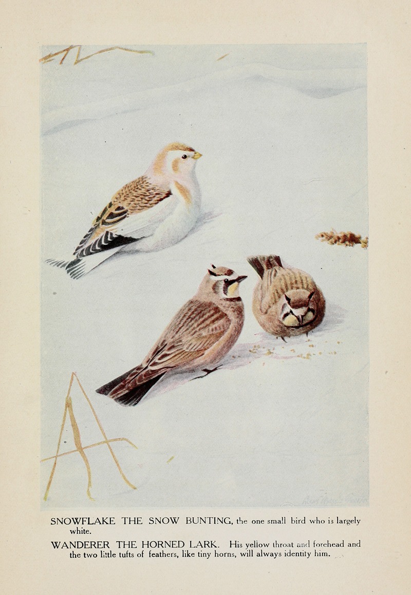 Louis Agassiz Fuertes - Snowflake the Snow Bunting, Wanderer the Horned Lark