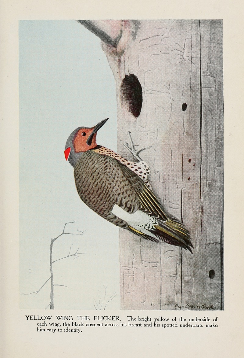 Louis Agassiz Fuertes - Yellow Wing the Flicker