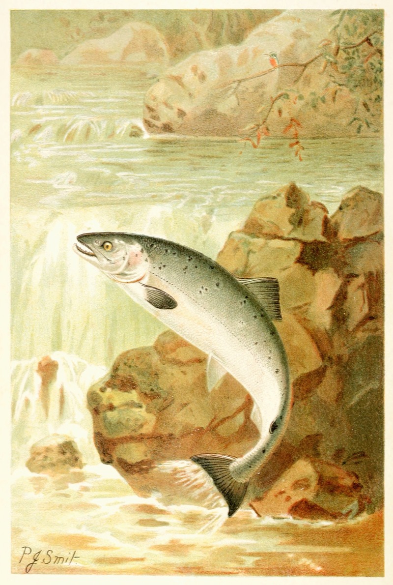 Pierre Jacques Smit - A Salmon Leap