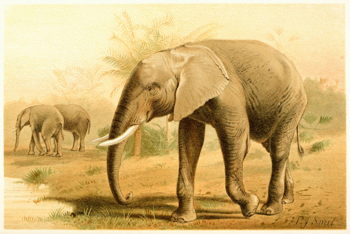 Pierre Jacques Smit - African Elephant
