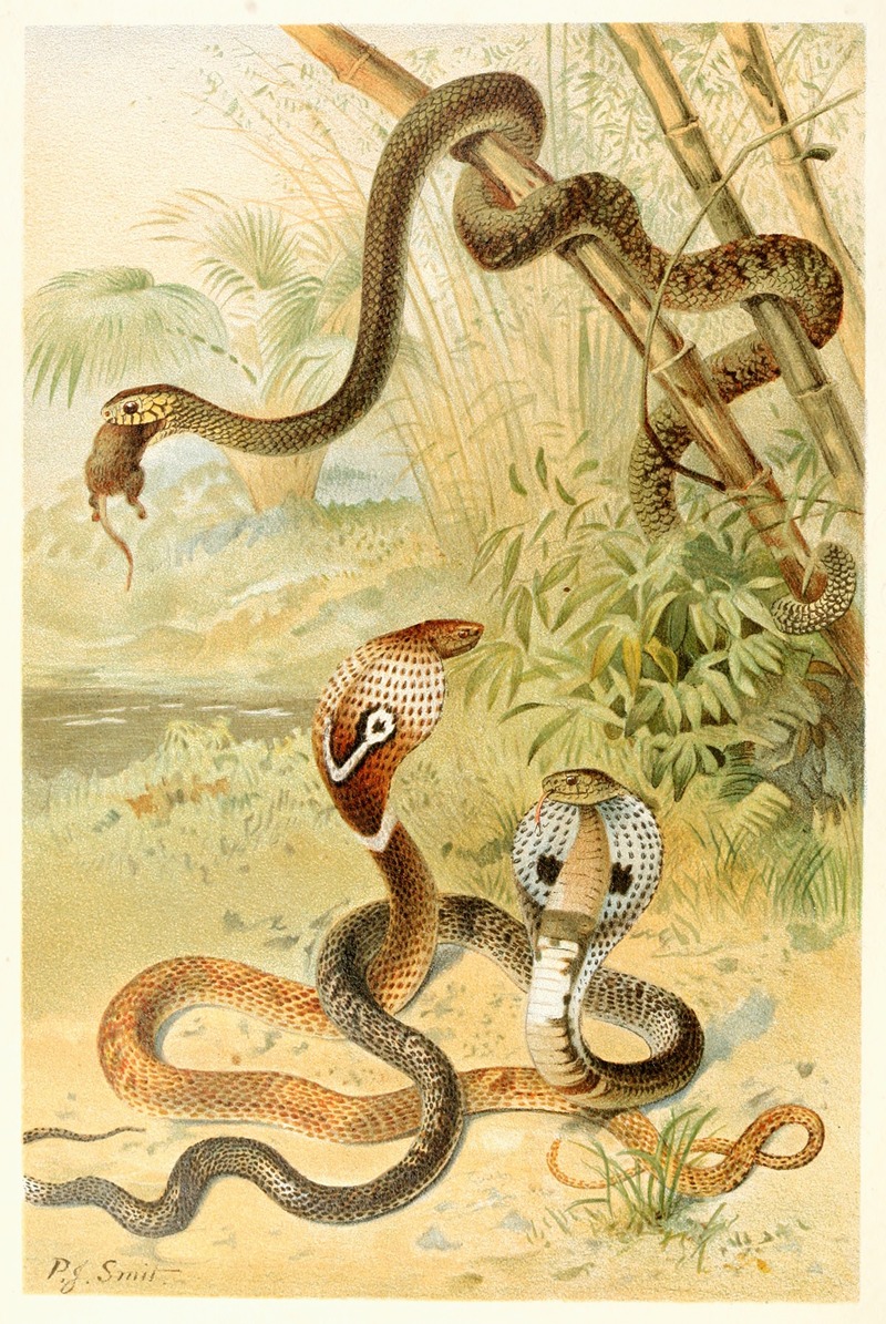Pierre Jacques Smit - Bat-snake and cobras