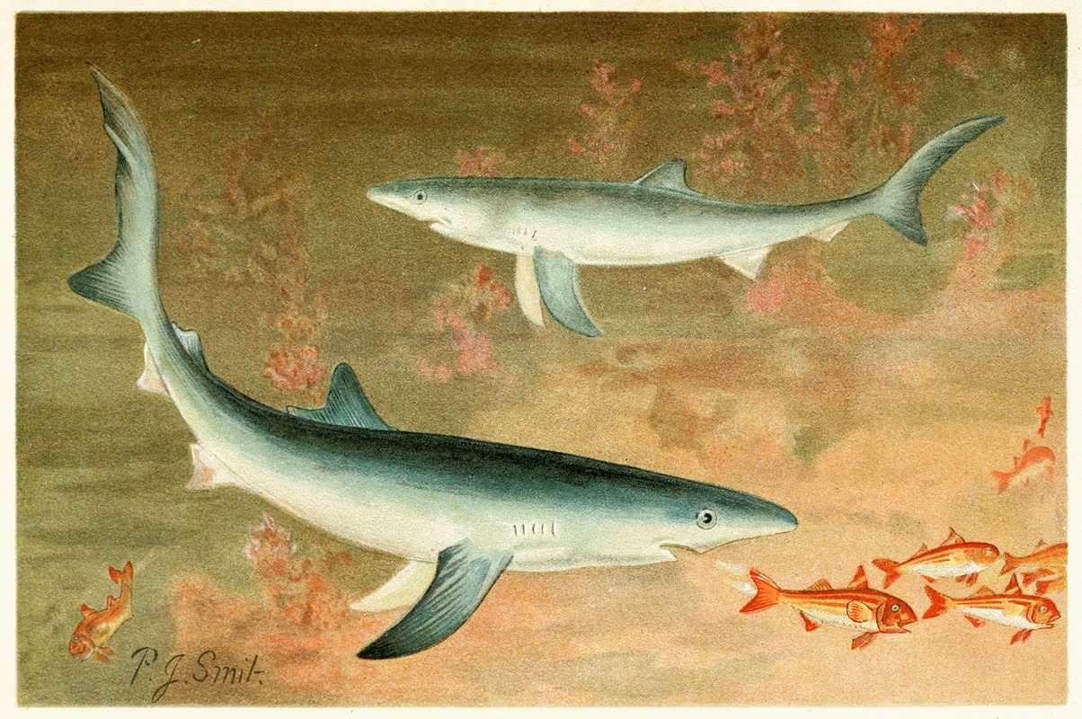 Pierre Jacques Smit - Blue Shark