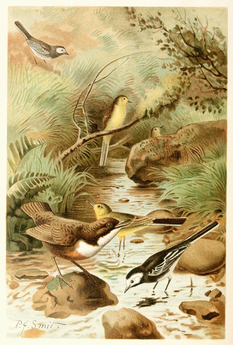 Pierre Jacques Smit - Dipper, Pied Wagtail and Yellow Wagtail