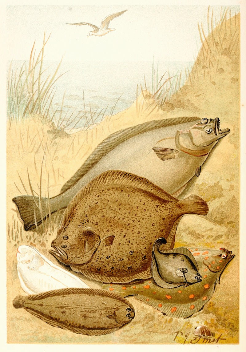Pierre Jacques Smit - Flat fish