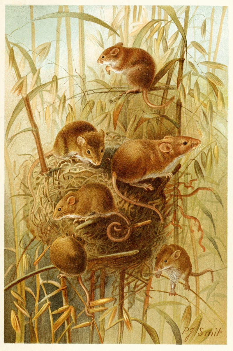 Pierre Jacques Smit - Harvest Mouse