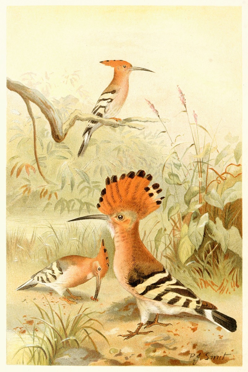 Pierre Jacques Smit - Hoopoes