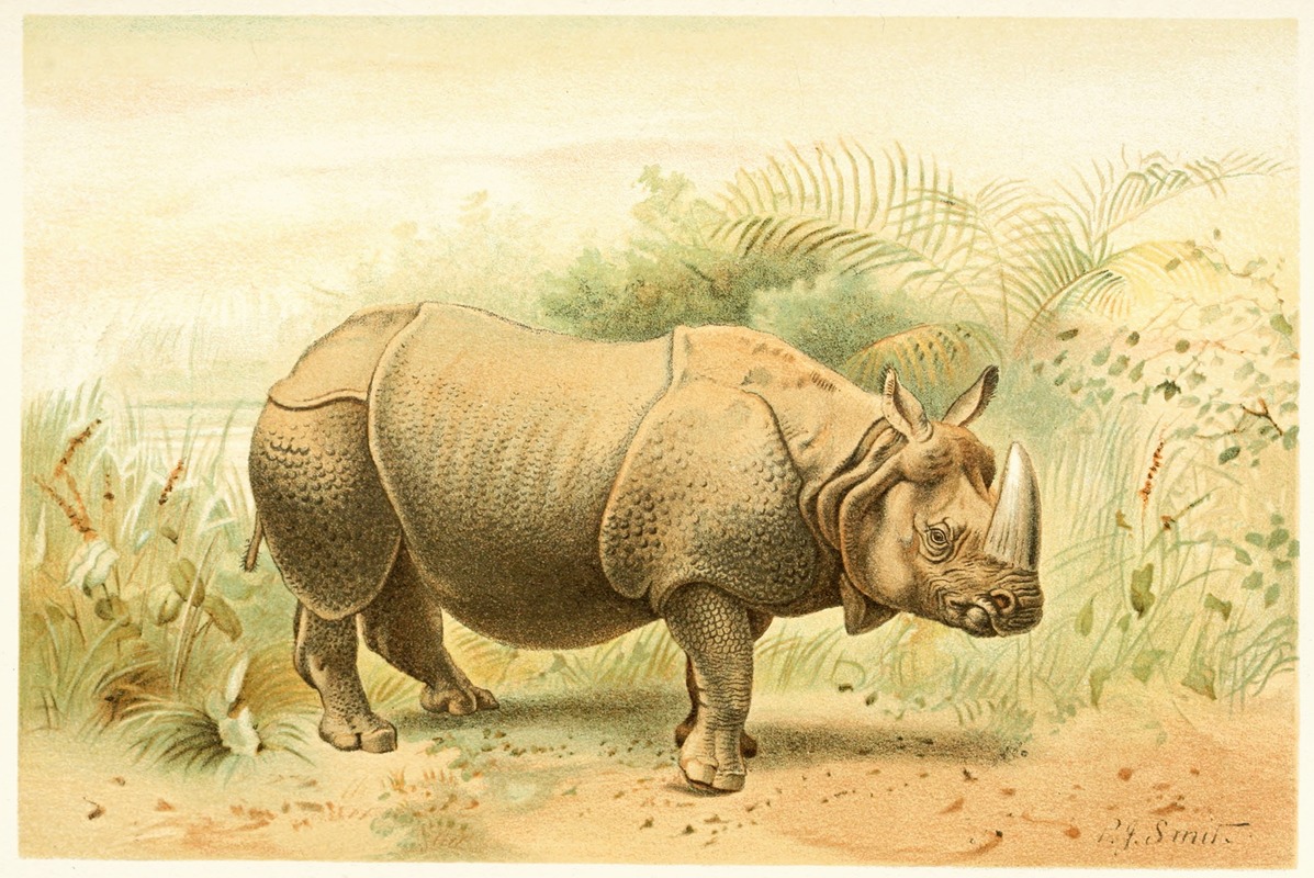 Pierre Jacques Smit - Indian Rhinoceros