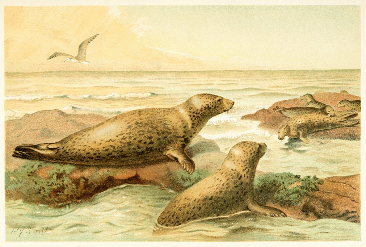 Pierre Jacques Smit - Leopard Seal