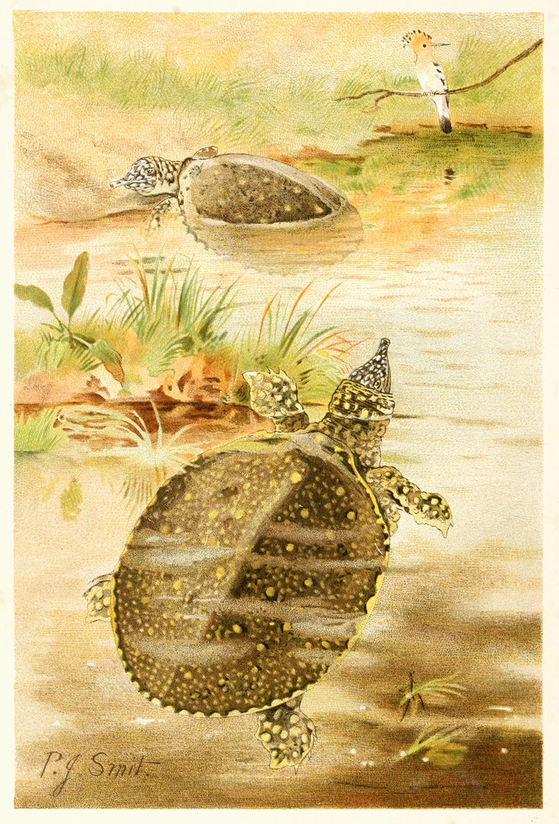 Pierre Jacques Smit - Soft river tortoises