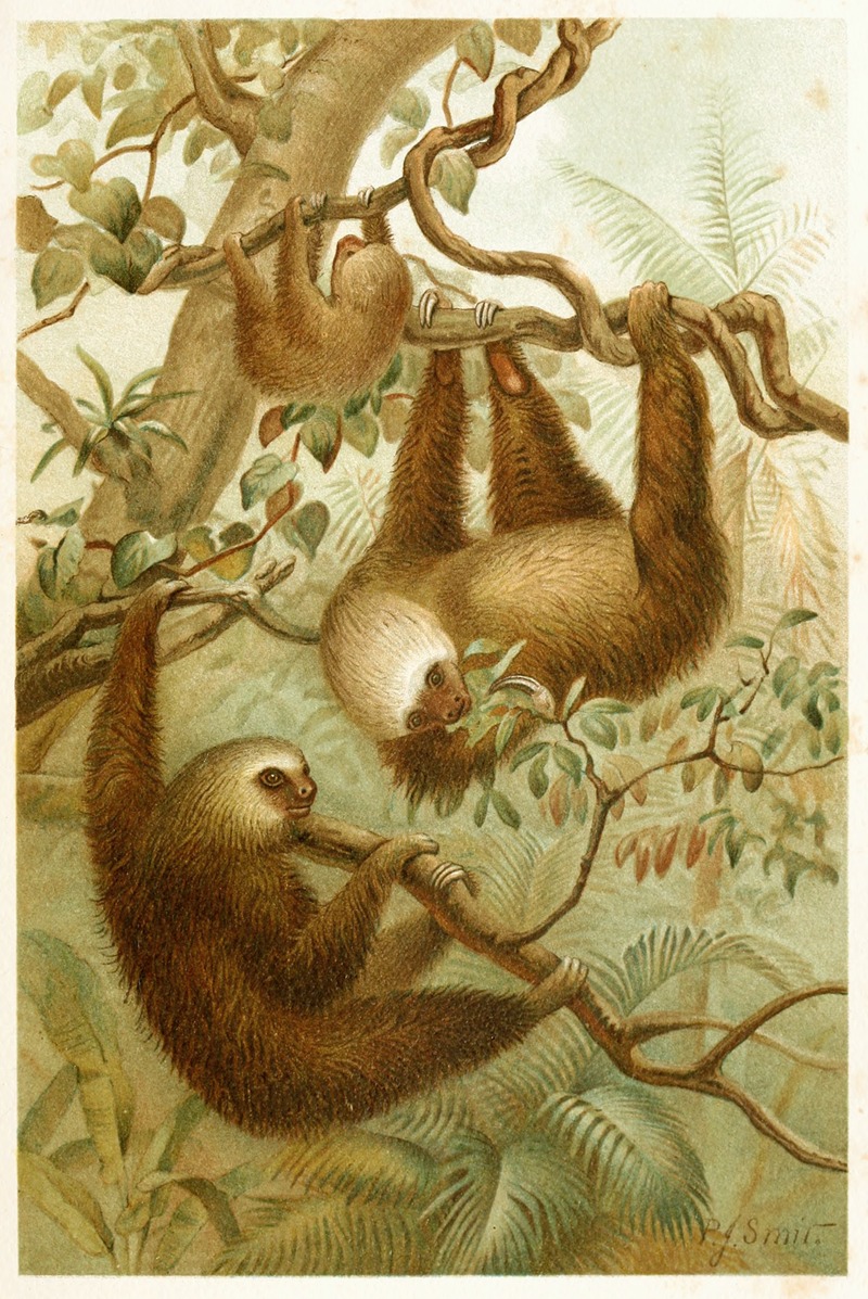 Pierre Jacques Smit - The two-toed Sloth
