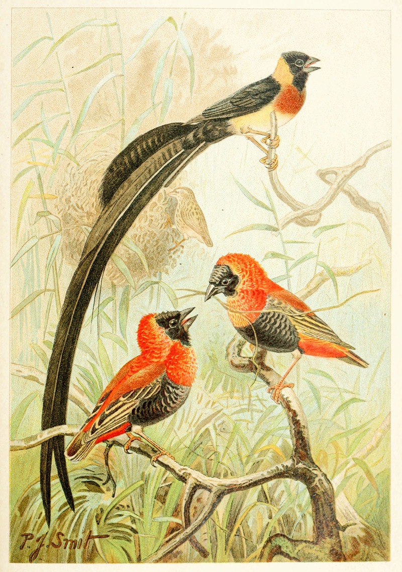 Pierre Jacques Smit - Weaver Birds