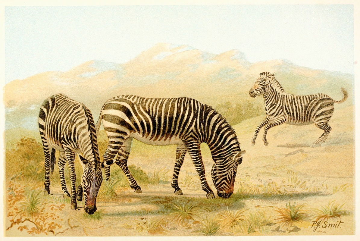 Pierre Jacques Smit - Zebra