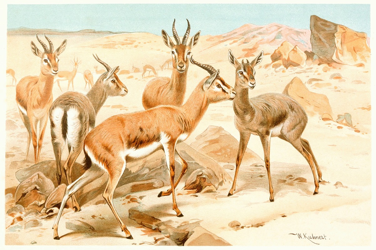 Wilhelm Kuhnert - Dorcas Gazelle