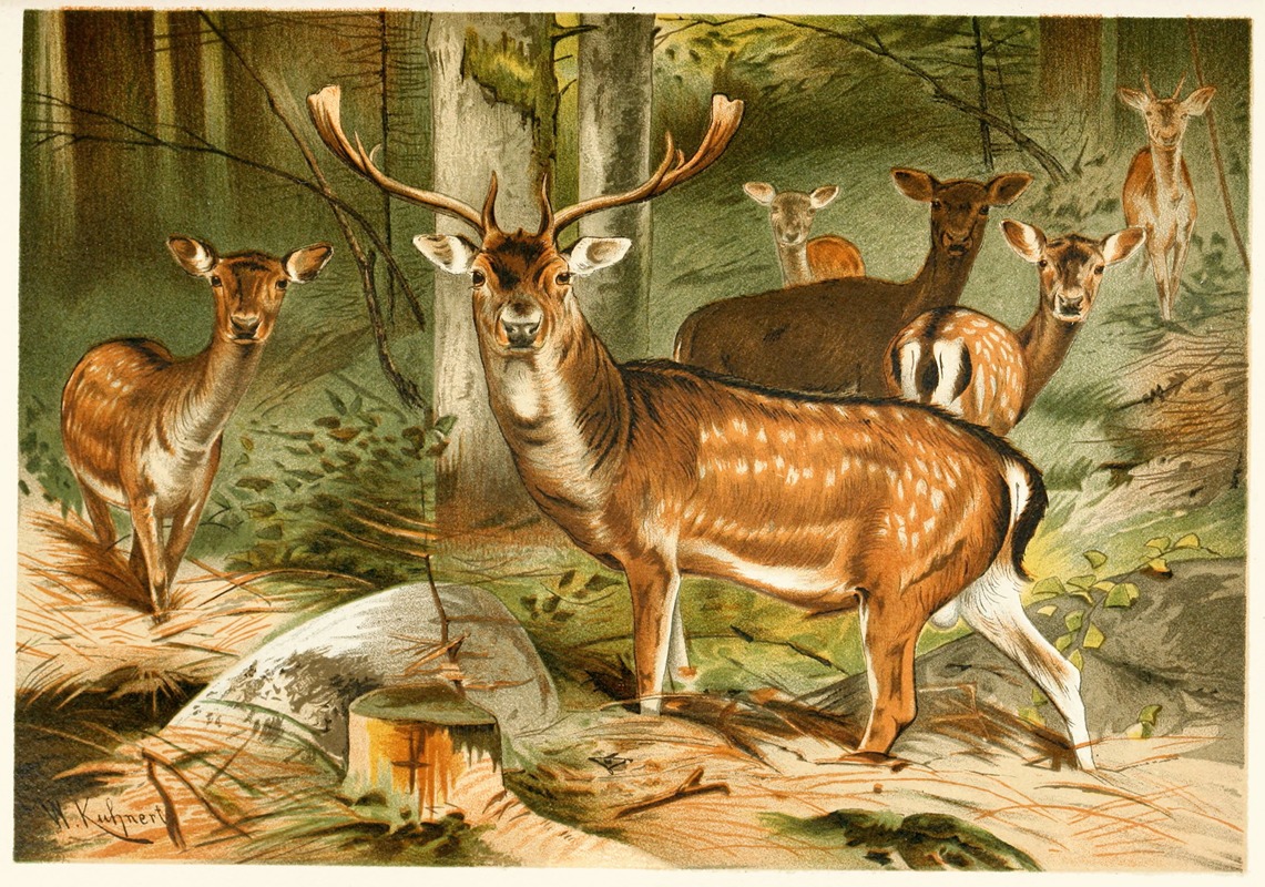 Wilhelm Kuhnert - Fallow Deer