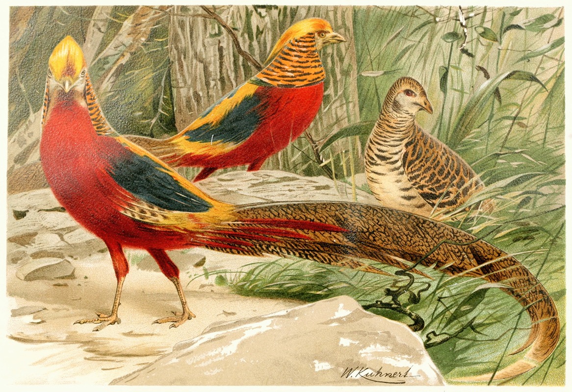 Wilhelm Kuhnert - Golden Pheasants