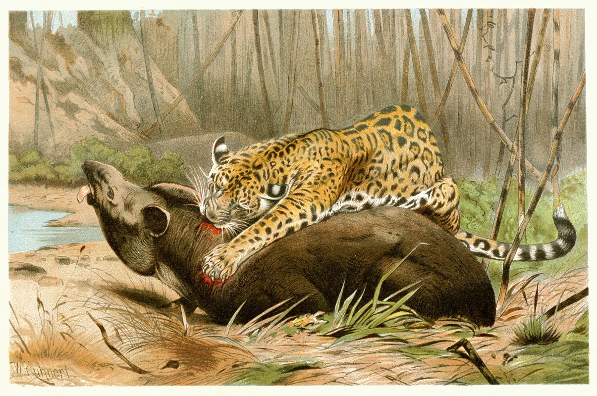 Wilhelm Kuhnert - Jaguar killing Tapir
