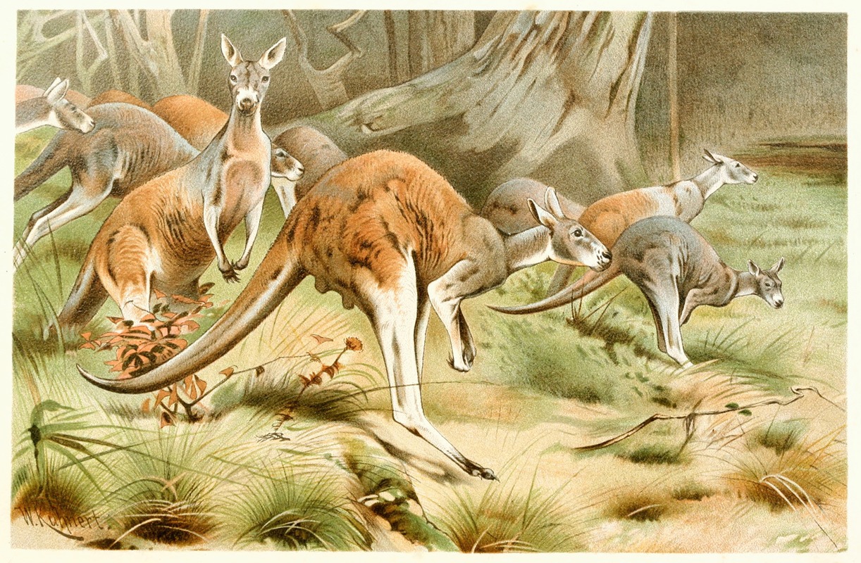 Wilhelm Kuhnert - The Red Kangaroo