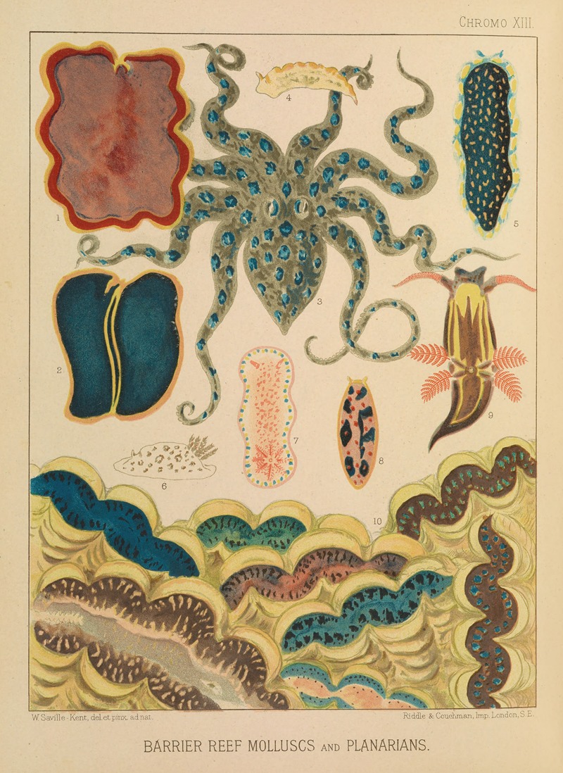 William Saville-Kent - Barrier Reef Molluscs and Planarians