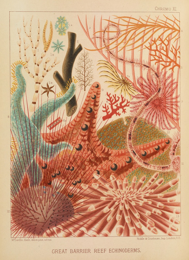 William Saville-Kent - Great Barrier Reef Echinoderms