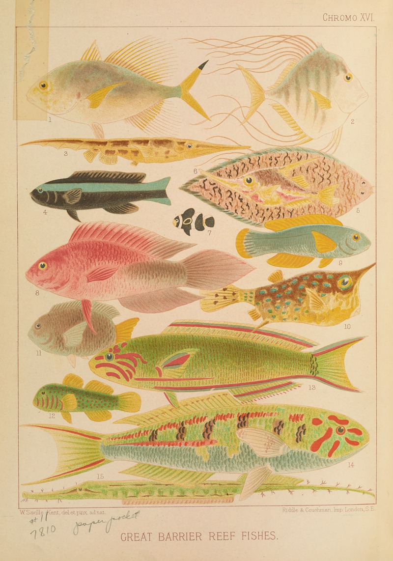William Saville-Kent - Great Barrier Reef Fishes II
