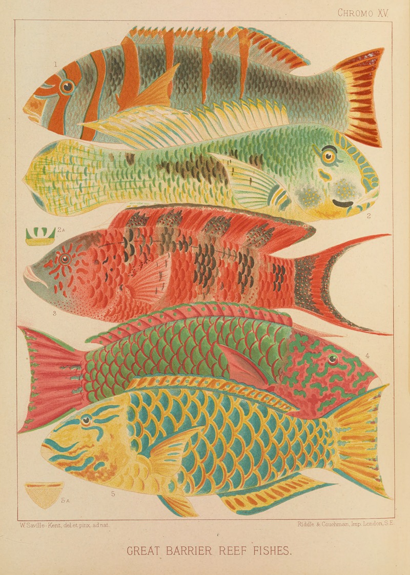 William Saville-Kent - Great Barrier Reef Fishes