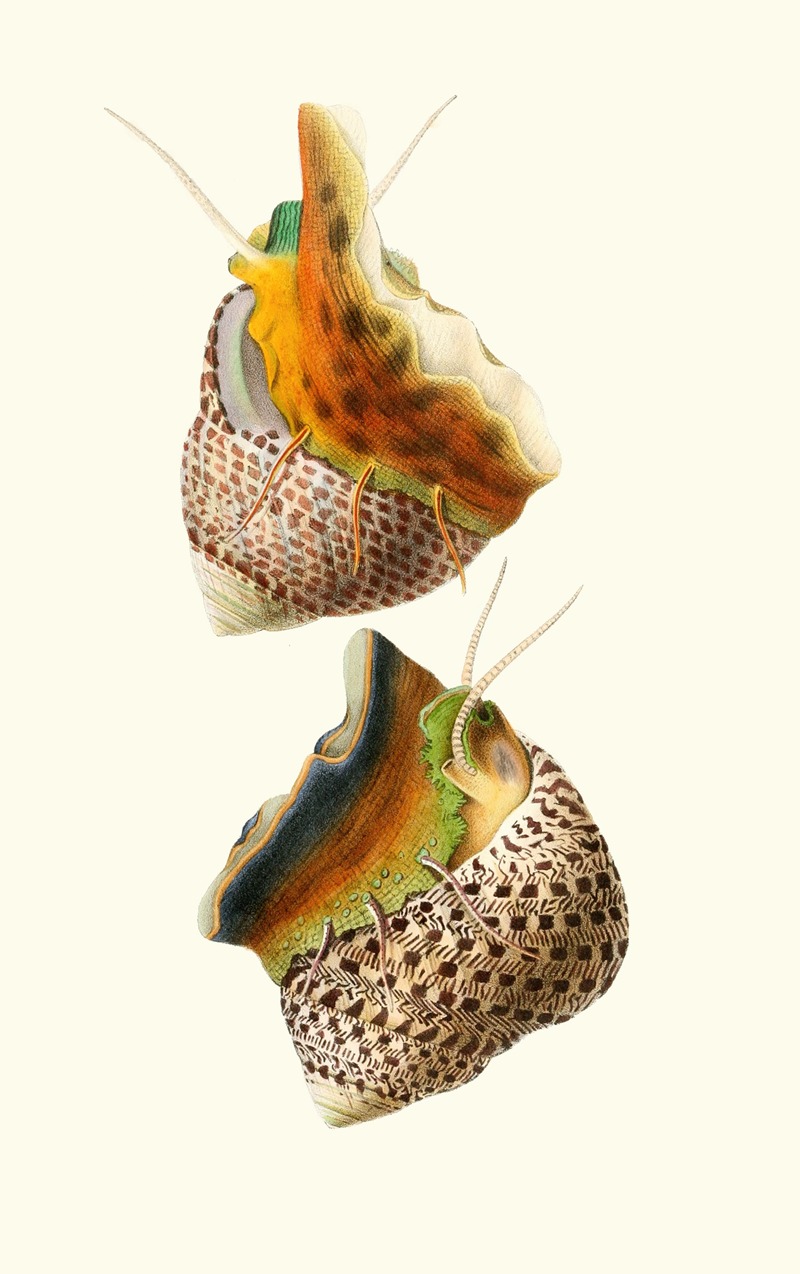 Georges Servain - Trochus Turbinas, Trochus articulatus