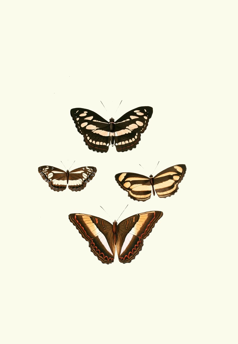 William Chapman - The genera of diurnal lepidoptera pl03