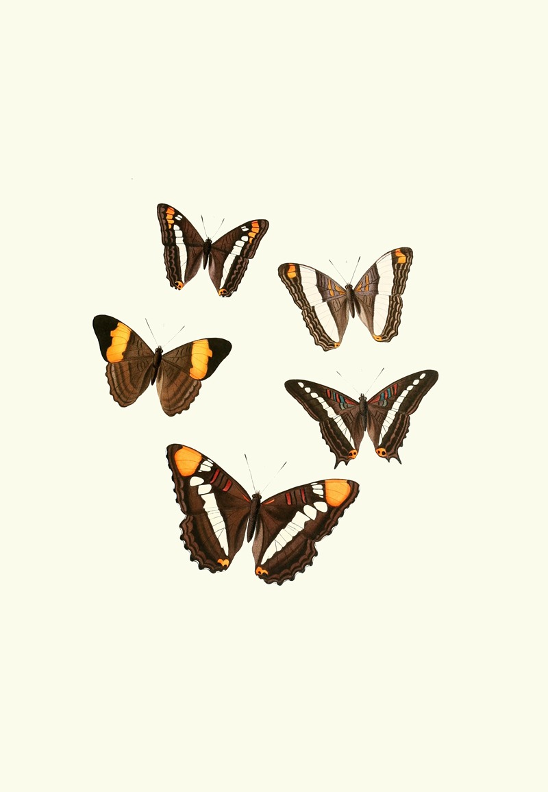 William Chapman - The genera of diurnal lepidoptera pl04