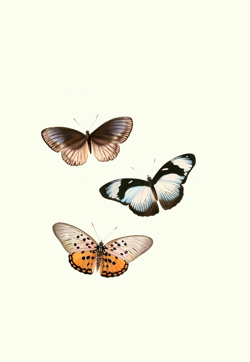 William Chapman - The genera of diurnal lepidoptera pl05
