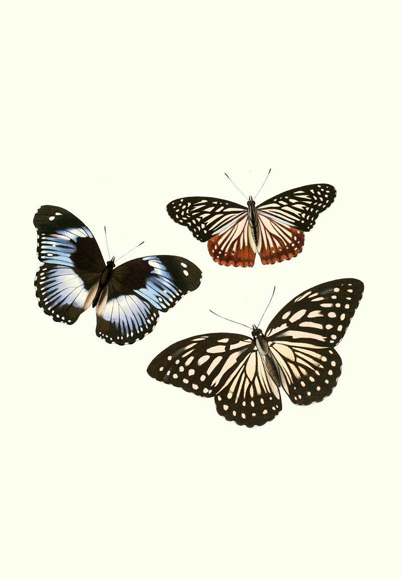 William Chapman - The genera of diurnal lepidoptera pl07