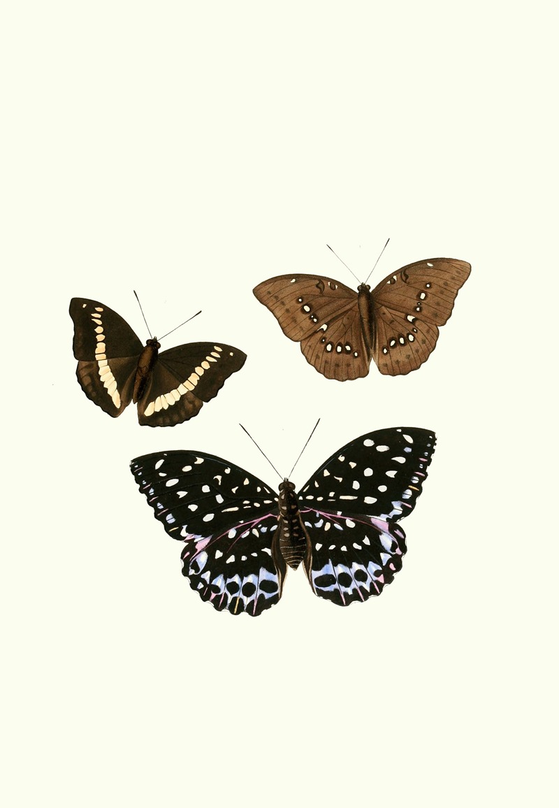William Chapman - The genera of diurnal lepidoptera pl12