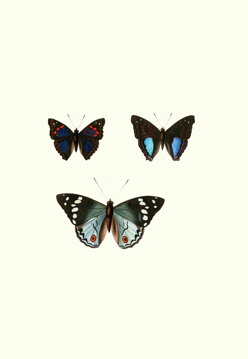 William Chapman - The genera of diurnal lepidoptera pl13