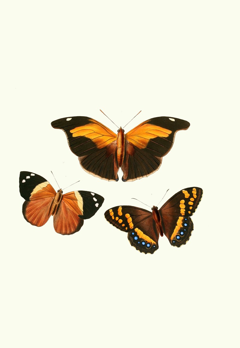 William Chapman - The genera of diurnal lepidoptera pl14
