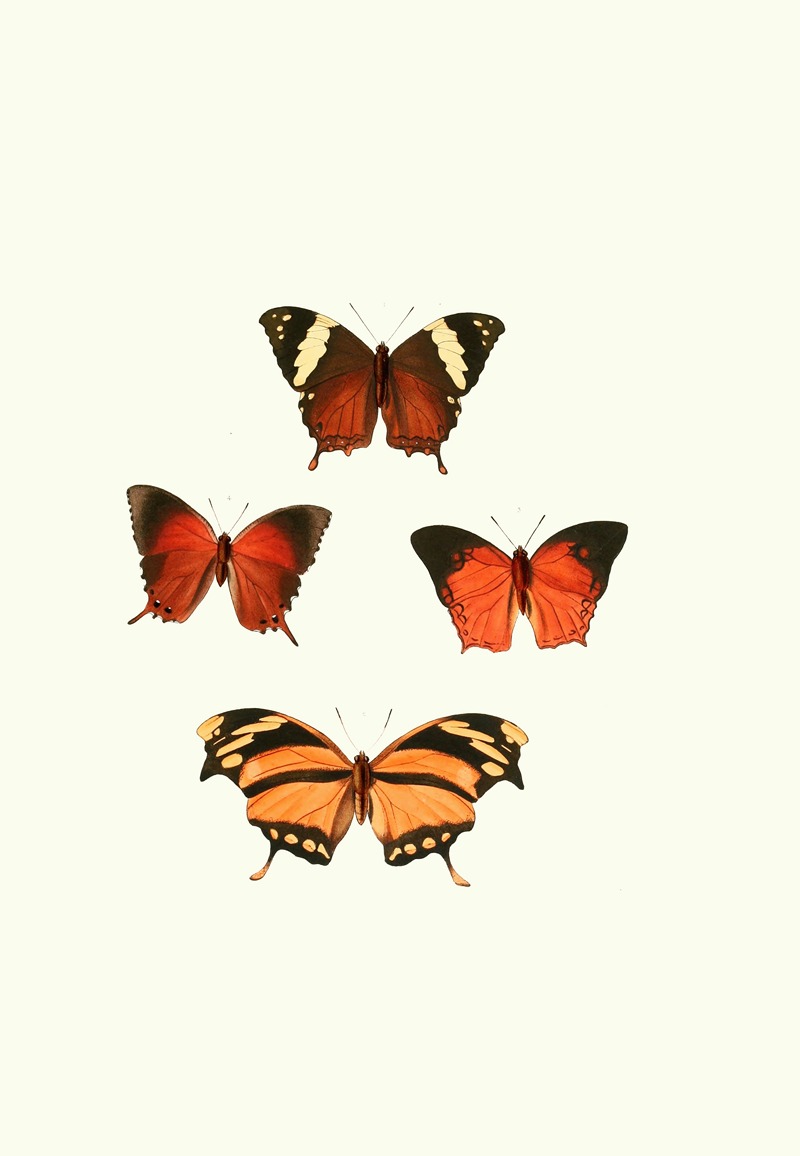 William Chapman - The genera of diurnal lepidoptera pl17