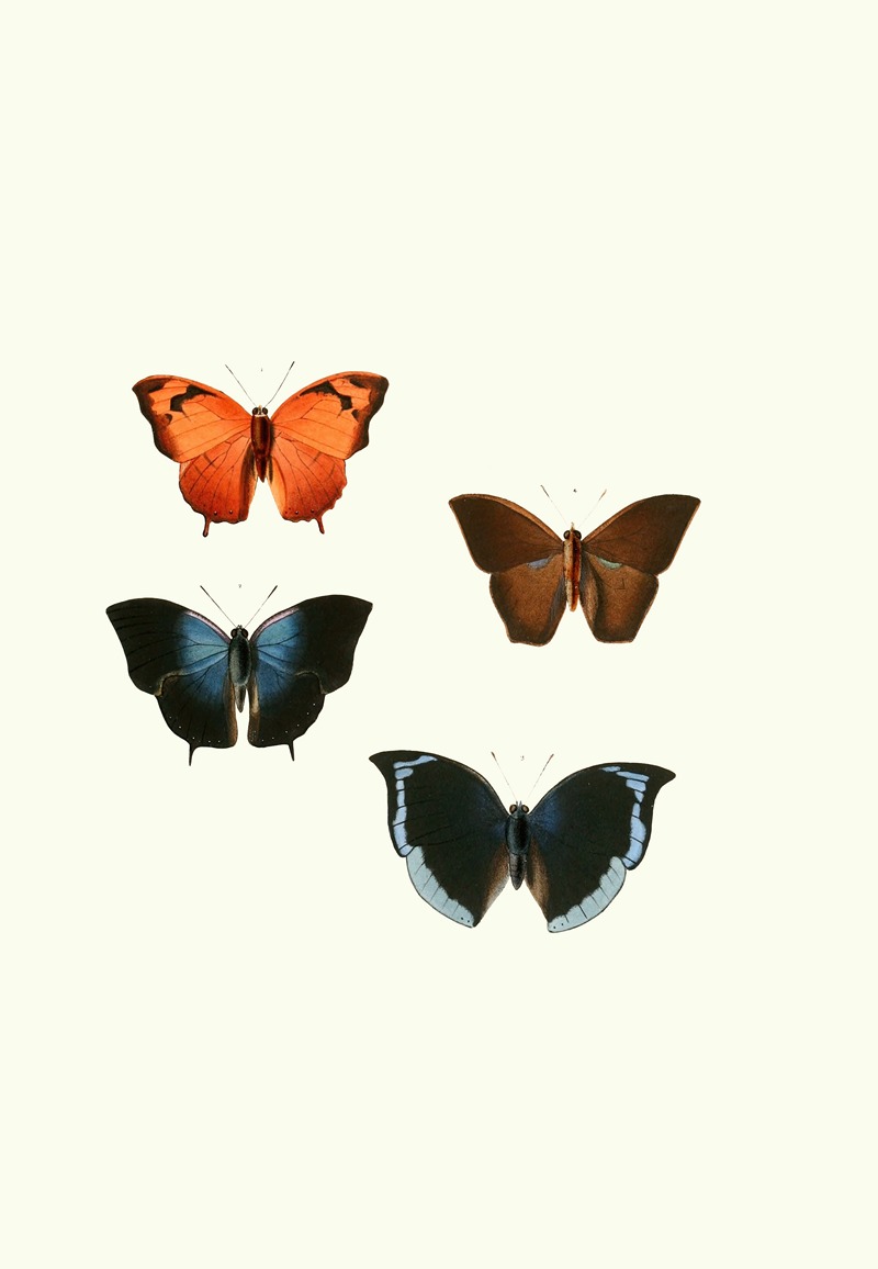 William Chapman - The genera of diurnal lepidoptera pl18