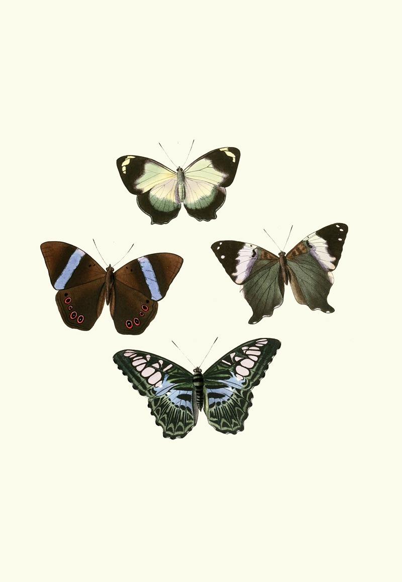 William Chapman - The genera of diurnal lepidoptera pl19