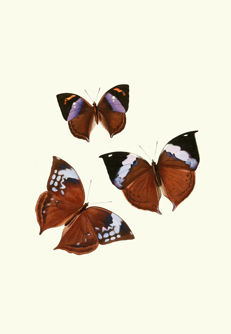 William Chapman - The genera of diurnal lepidoptera pl20