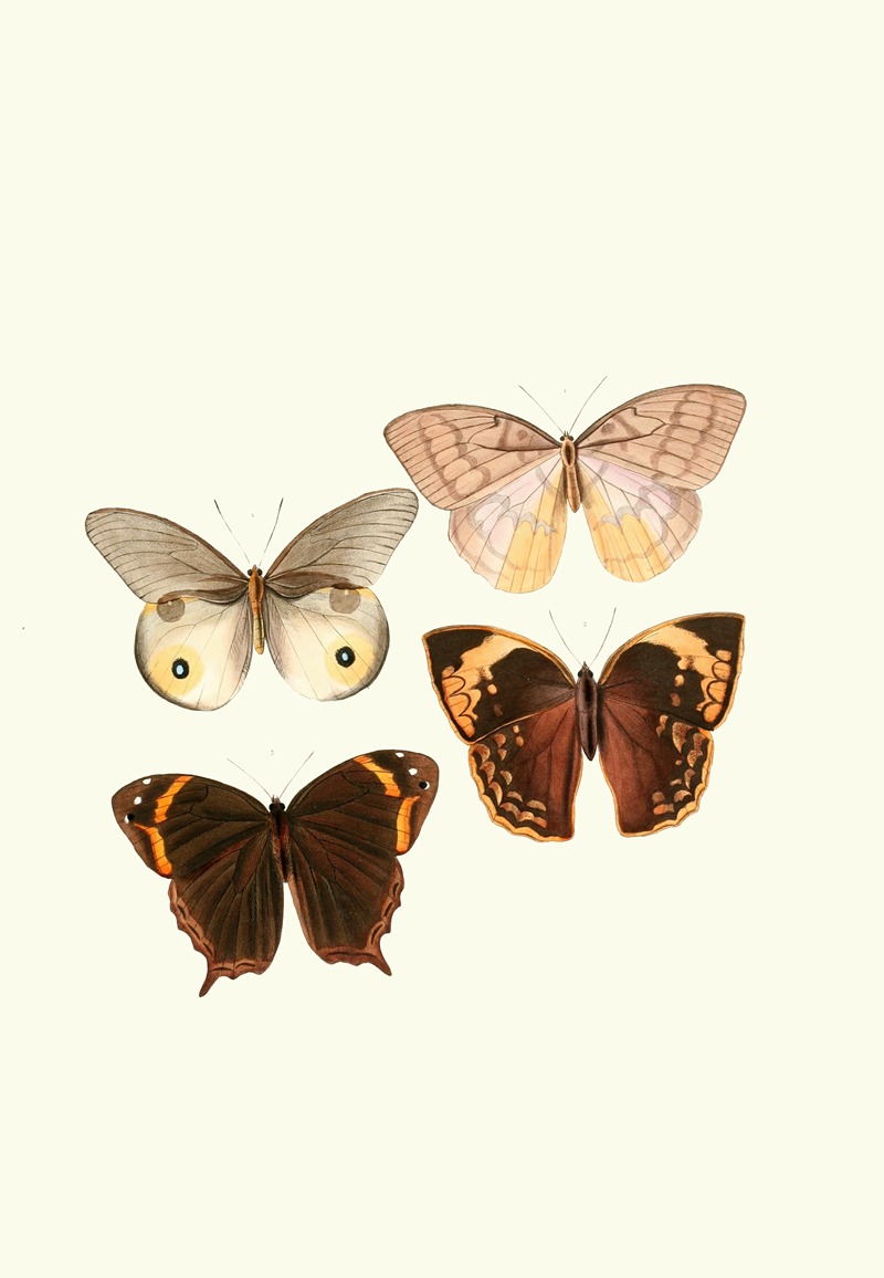 William Chapman - The genera of diurnal lepidoptera pl22
