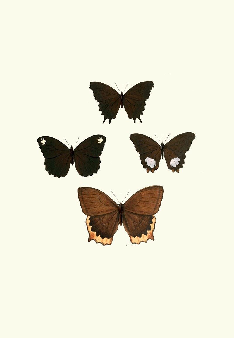 William Chapman - The genera of diurnal lepidoptera pl29