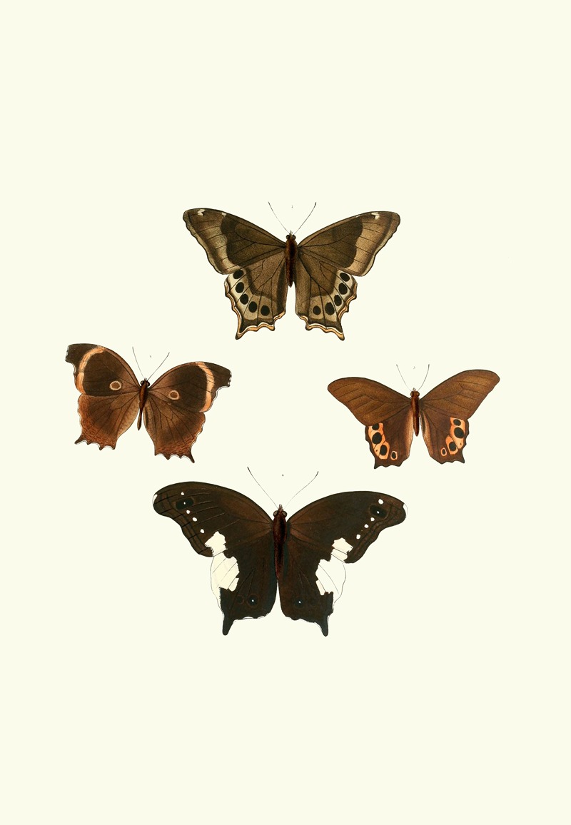William Chapman - The genera of diurnal lepidoptera pl30
