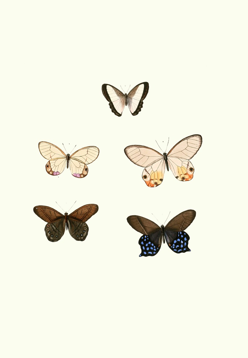 William Chapman - The genera of diurnal lepidoptera pl31