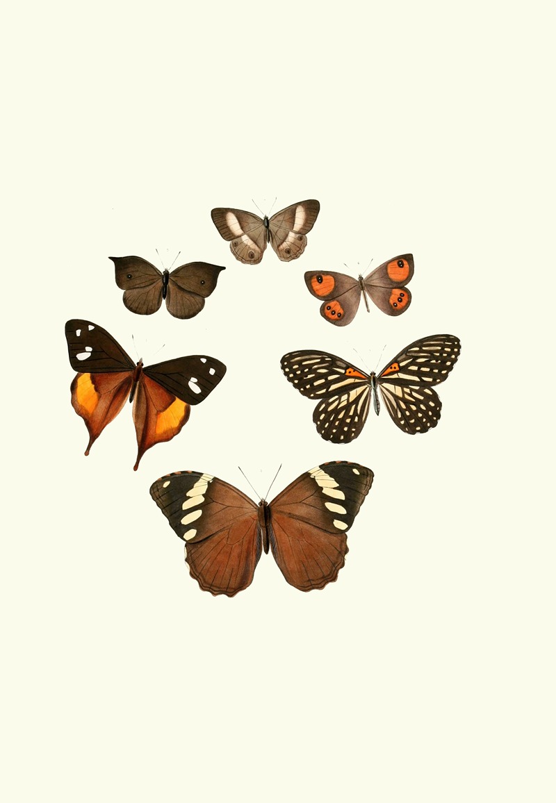 William Chapman - The genera of diurnal lepidoptera pl32