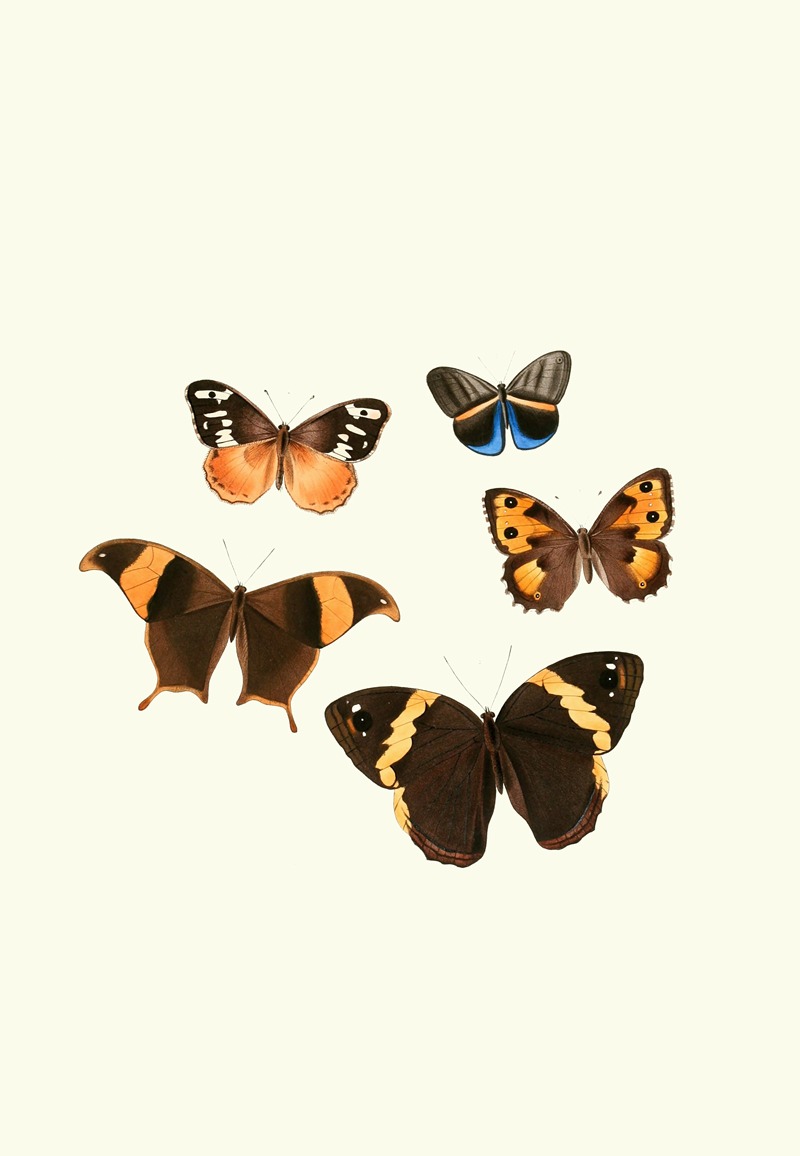 William Chapman - The genera of diurnal lepidoptera pl34
