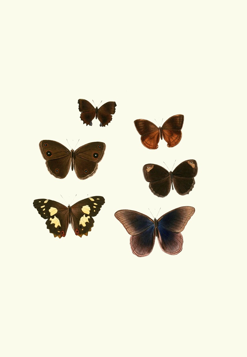 William Chapman - The genera of diurnal lepidoptera pl35