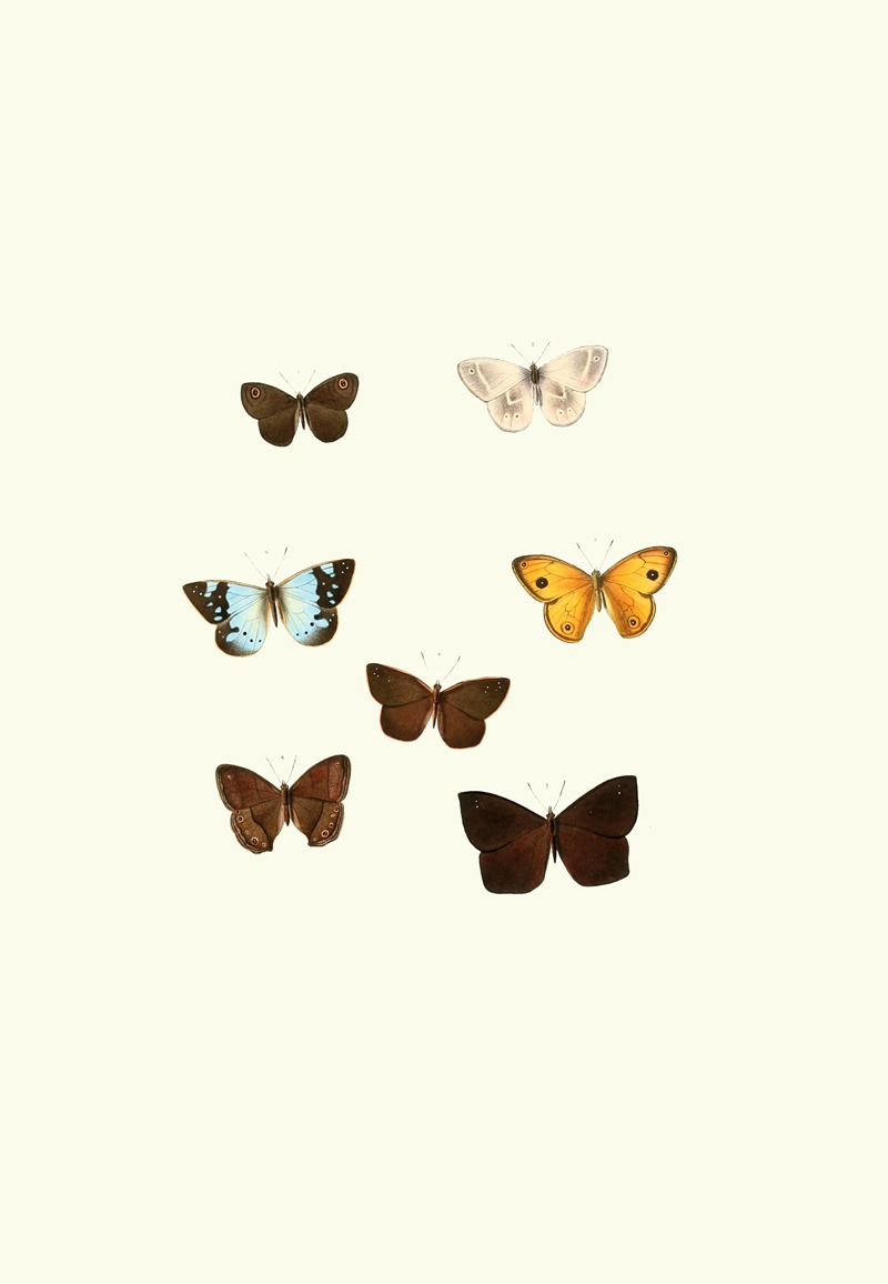 William Chapman - The genera of diurnal lepidoptera pl36