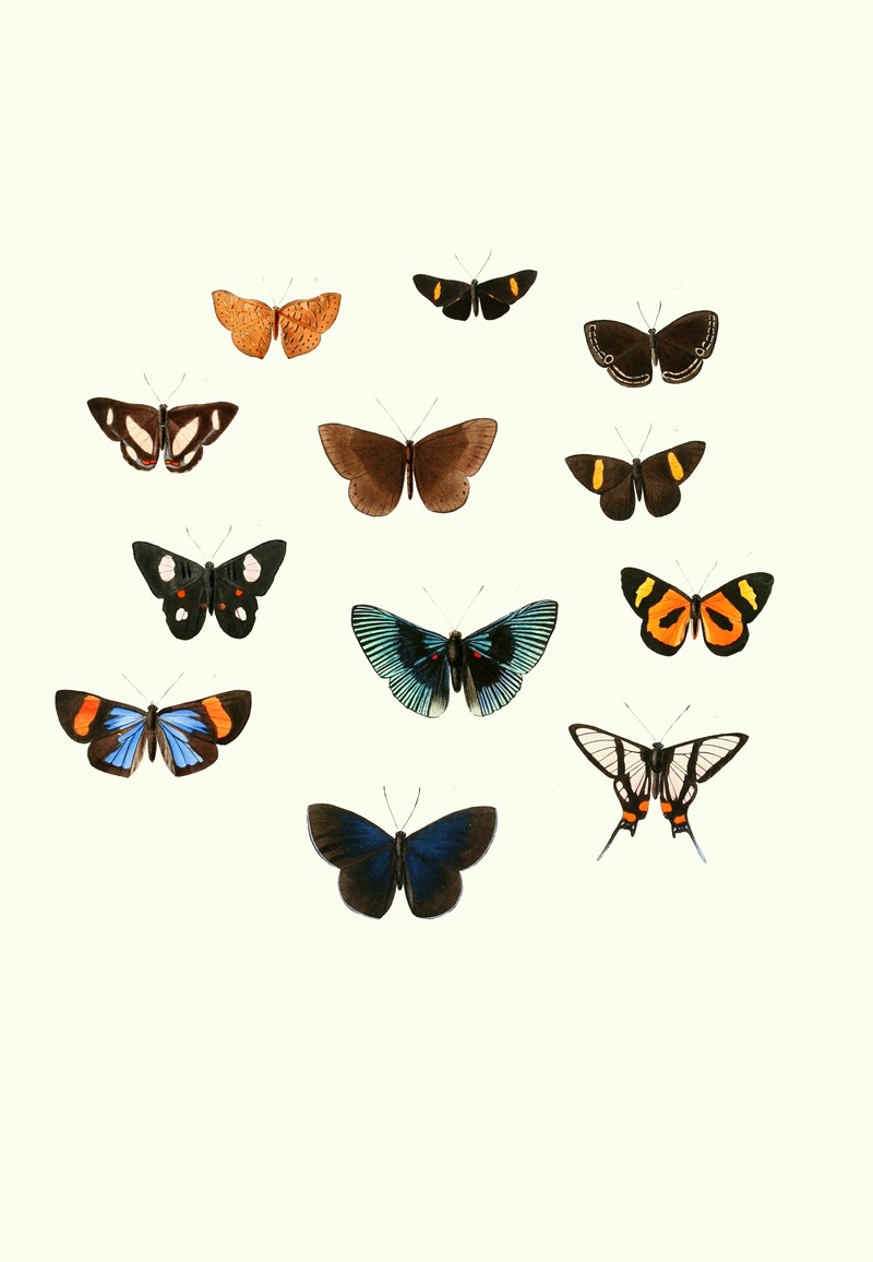 William Chapman - The genera of diurnal lepidoptera pl41