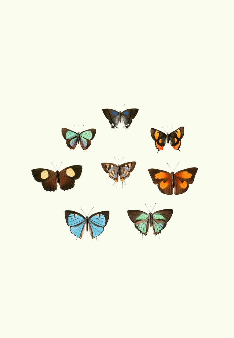 William Chapman - The genera of diurnal lepidoptera pl44