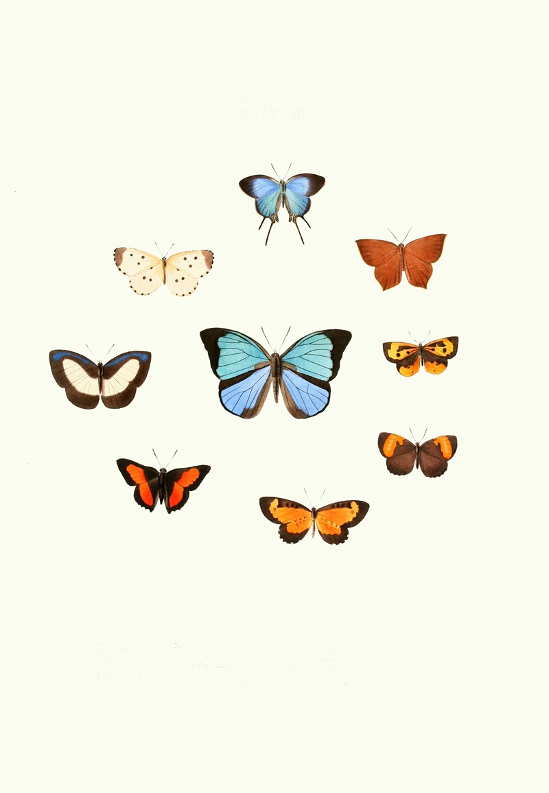 William Chapman - The genera of diurnal lepidoptera pl46
