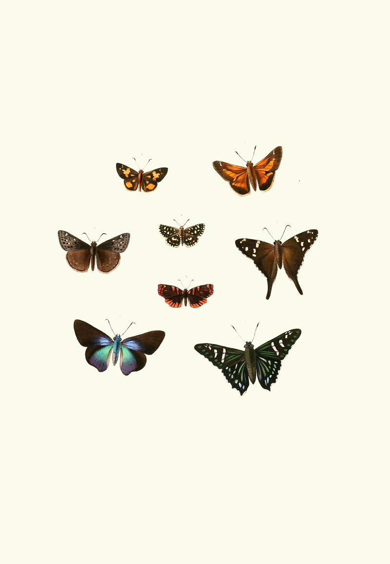 William Chapman - The genera of diurnal lepidoptera pl48